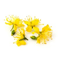 МАСЛО ЗВЕРОБОЯ (ST JOHN'S WORT OIL)